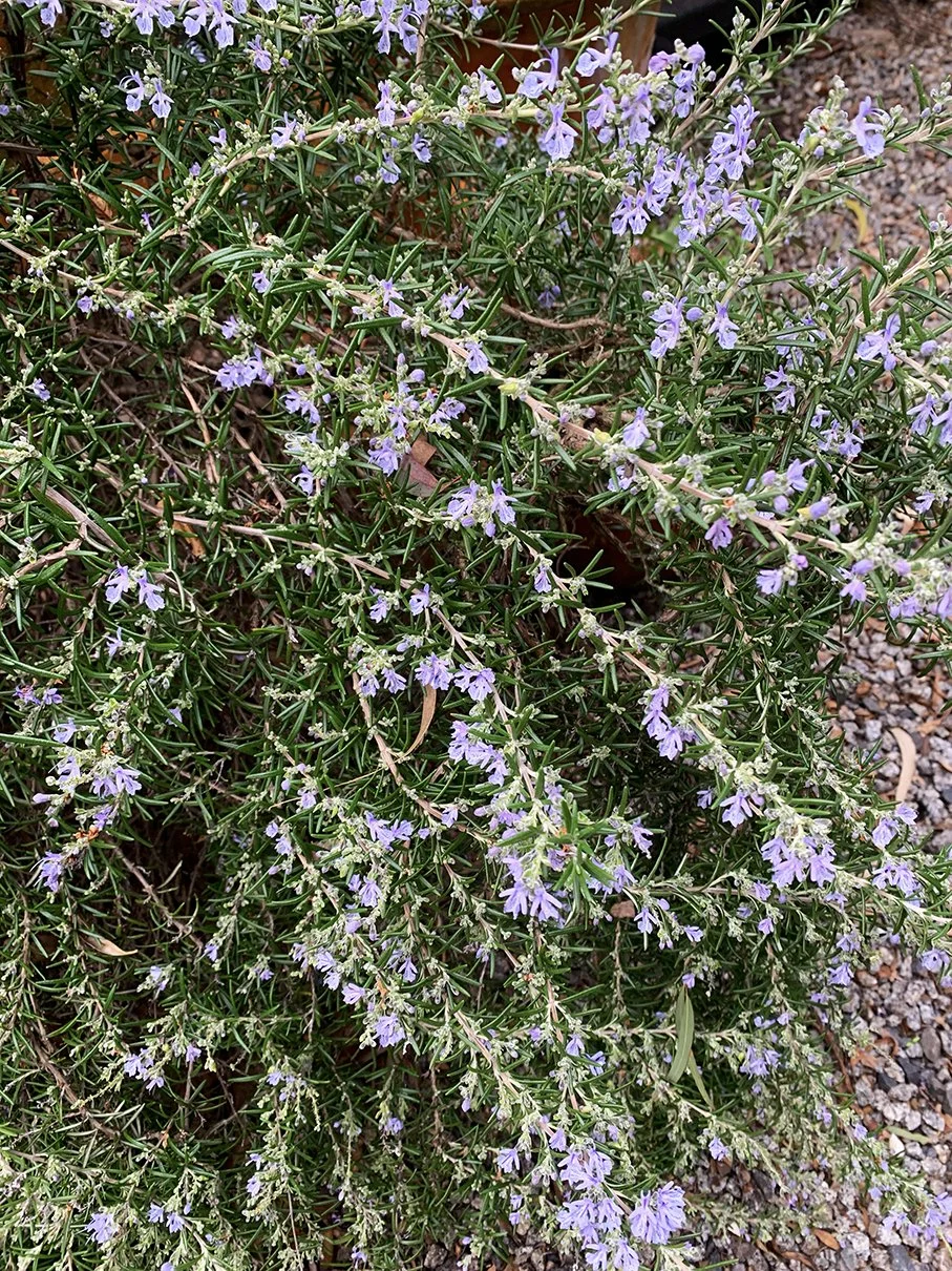 Plant of the Season: Rosemary — Open Gardens Victoria